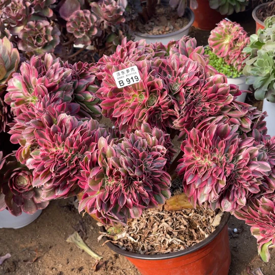 919粉女巫缀多肉法师断枝不包