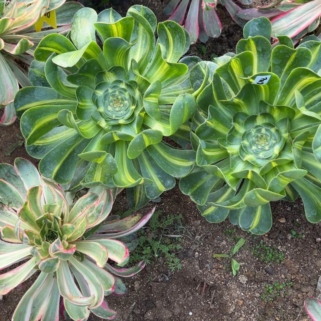 42暴君多肉植物一颗量