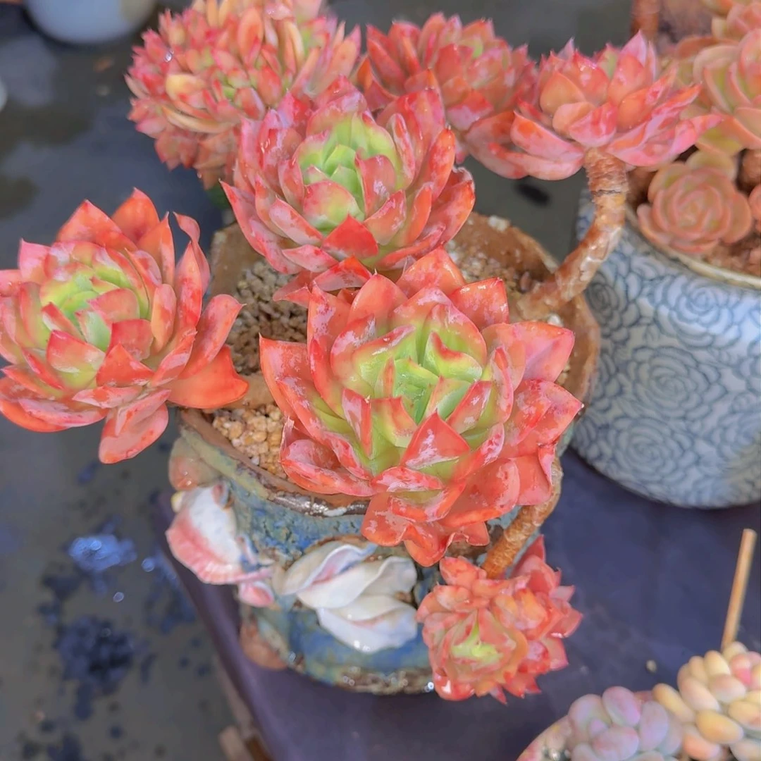 一**你多肉植物的生长发育和