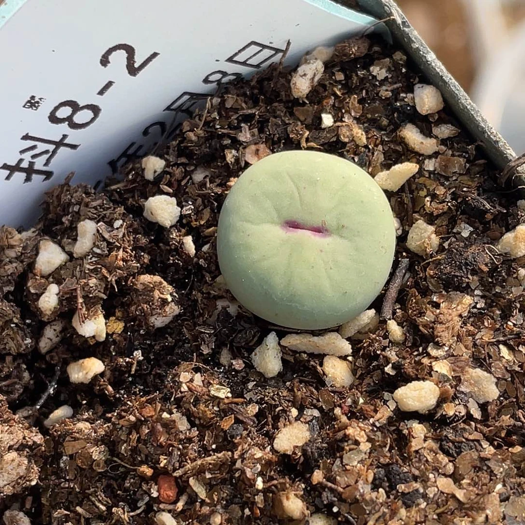 8-2嘴多肉植物肉锥