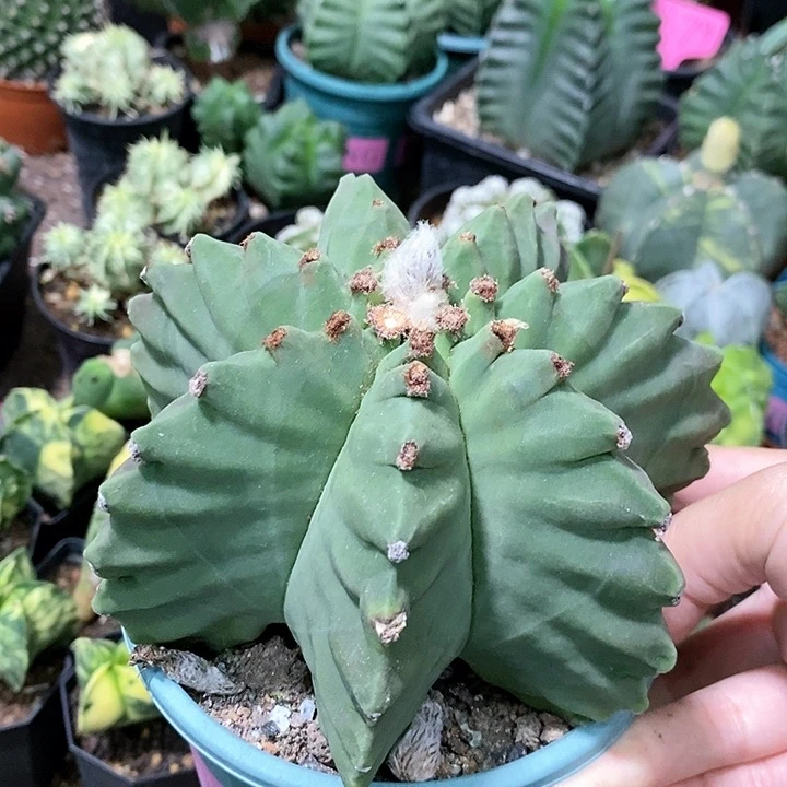 花花草草花花草草