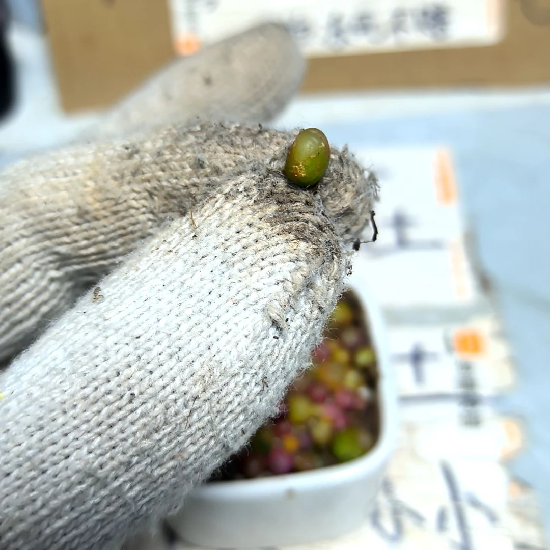 满9元包邮，毛汗尼巨小小小小，15棵