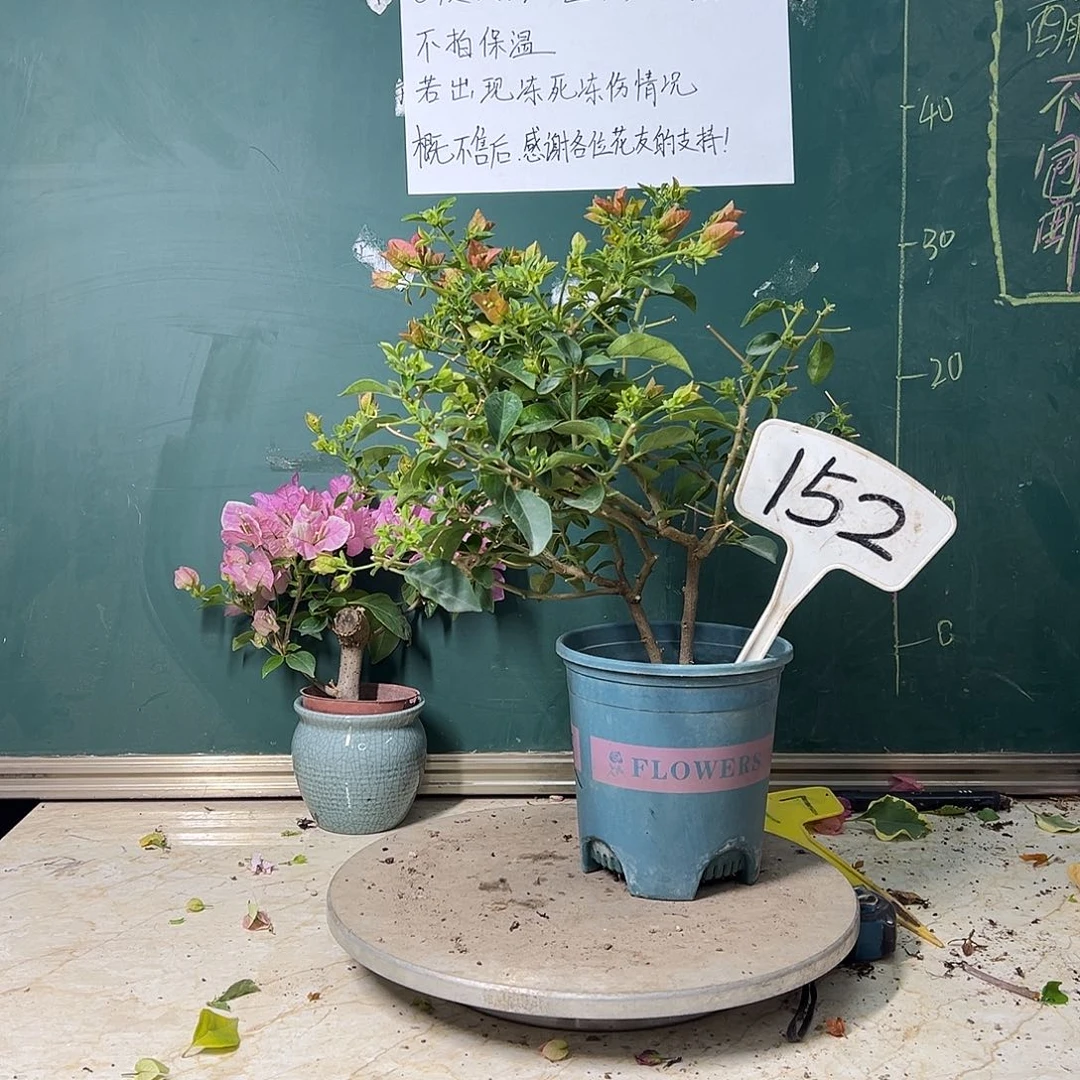 完全开放卡亚塔 双杆152