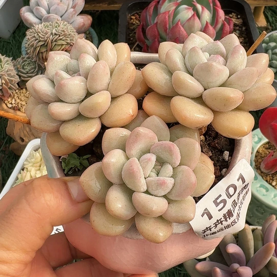 1501一物一拍（满28包邮）