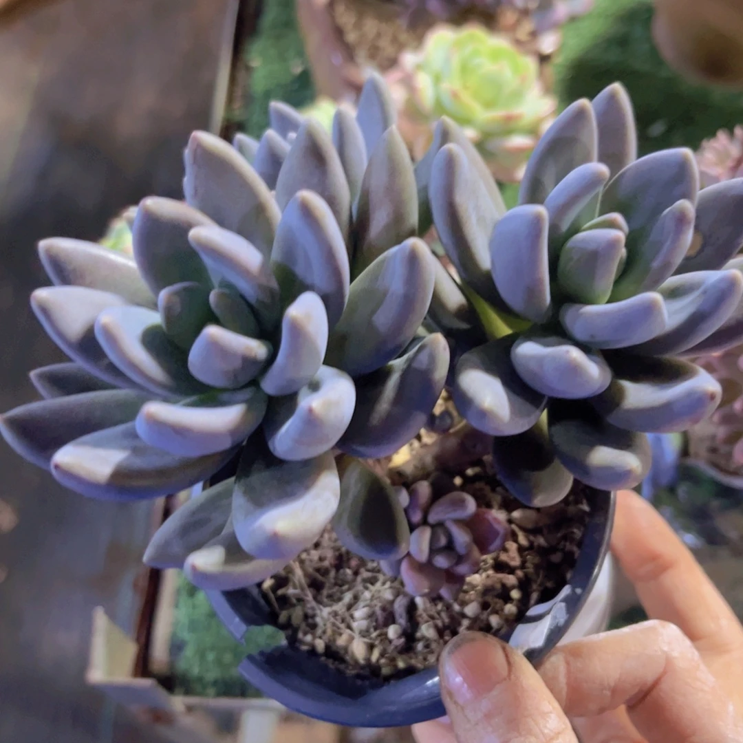 黑加仑29206多肉植物