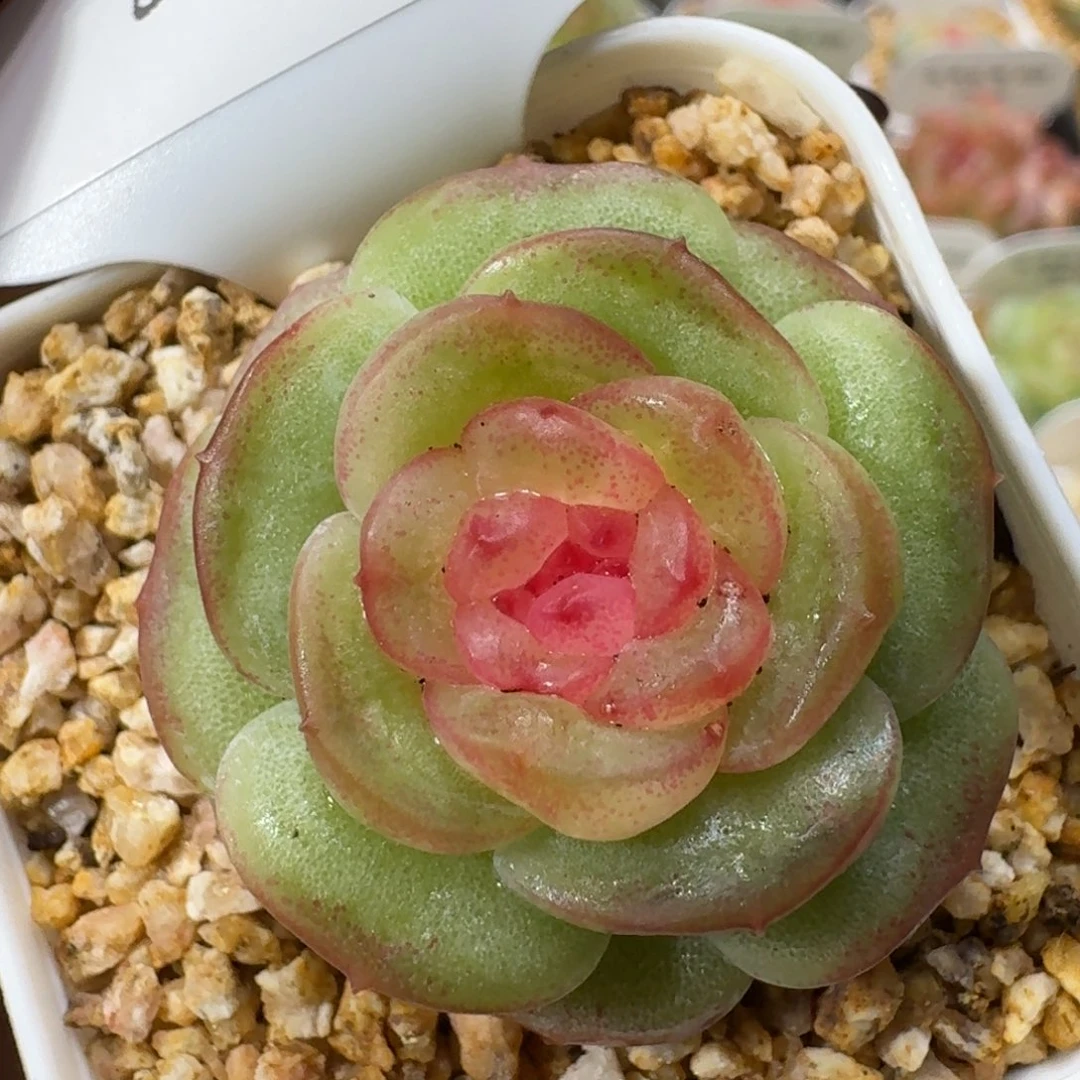 1025-043-花钿单头