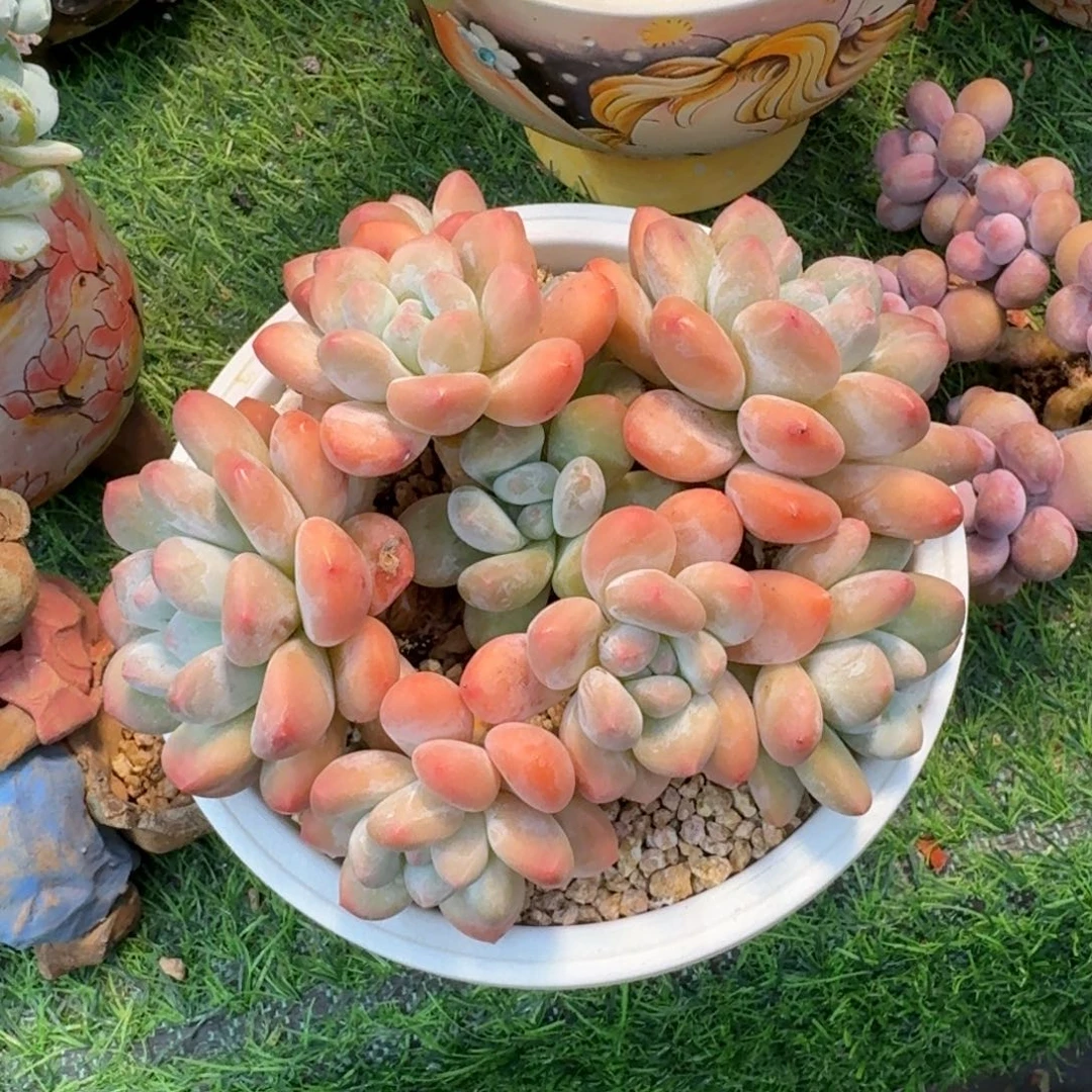 香水老桩多肉植物
