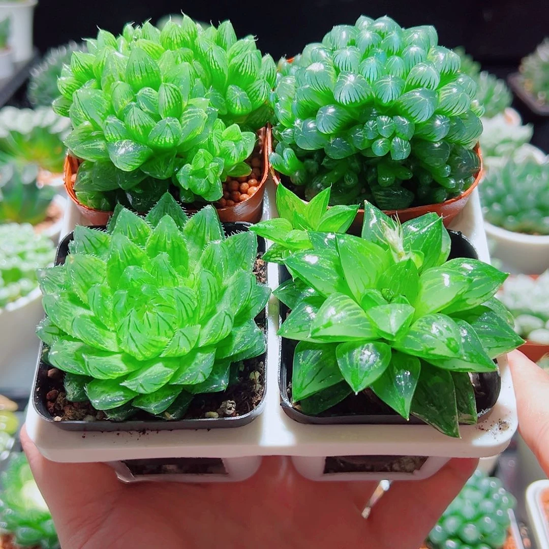 樱水晶水晶寿姬玉露群雪花原盆土