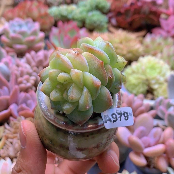 ?*一物一拍含盆土满38包邮A979