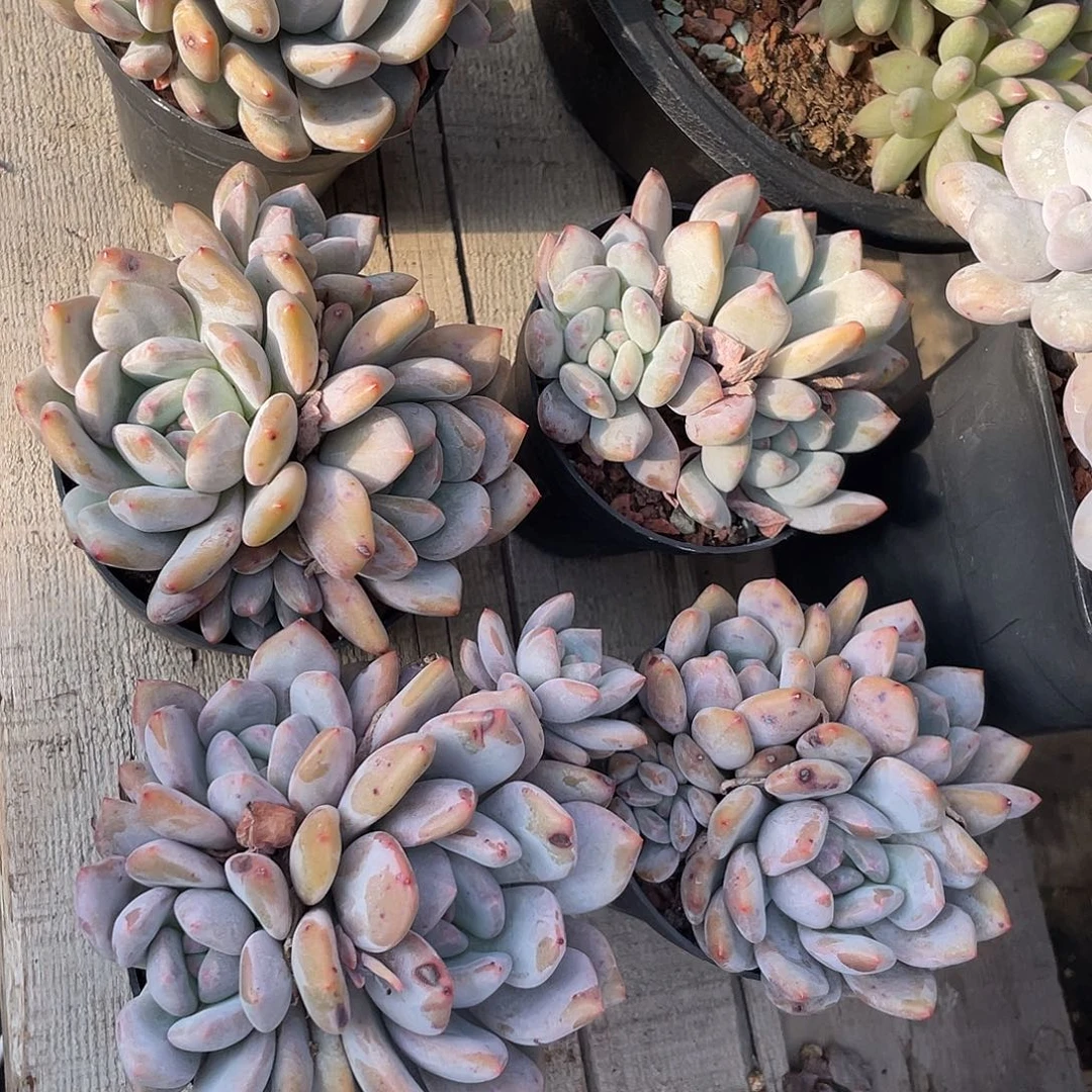 五盆香香程多肉植物258