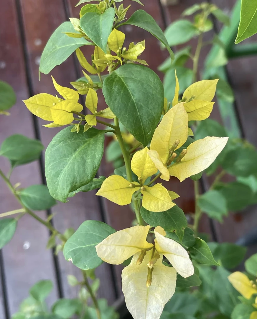 轻语【月朦胧】室内室外种植好养易活爬藤盆栽花卉--单盆