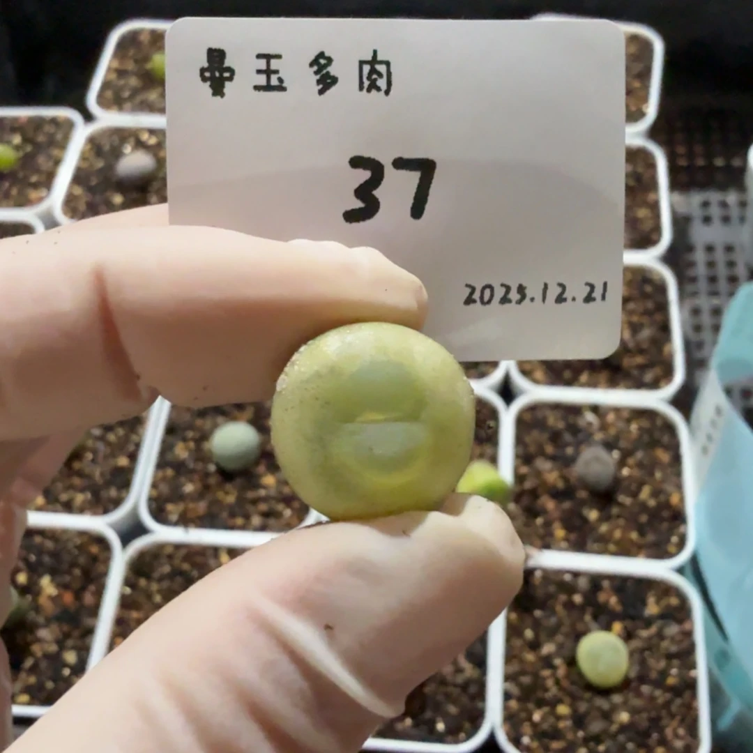 冉***啦多肉多肉多肉12.21-037