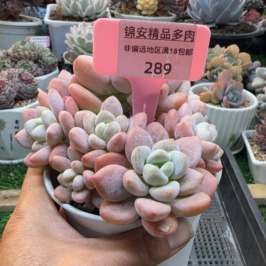 锦安精品多肉植物289