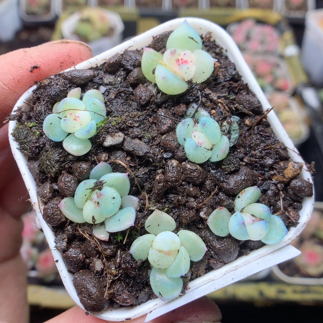 无花朵F61破天yyyyyy