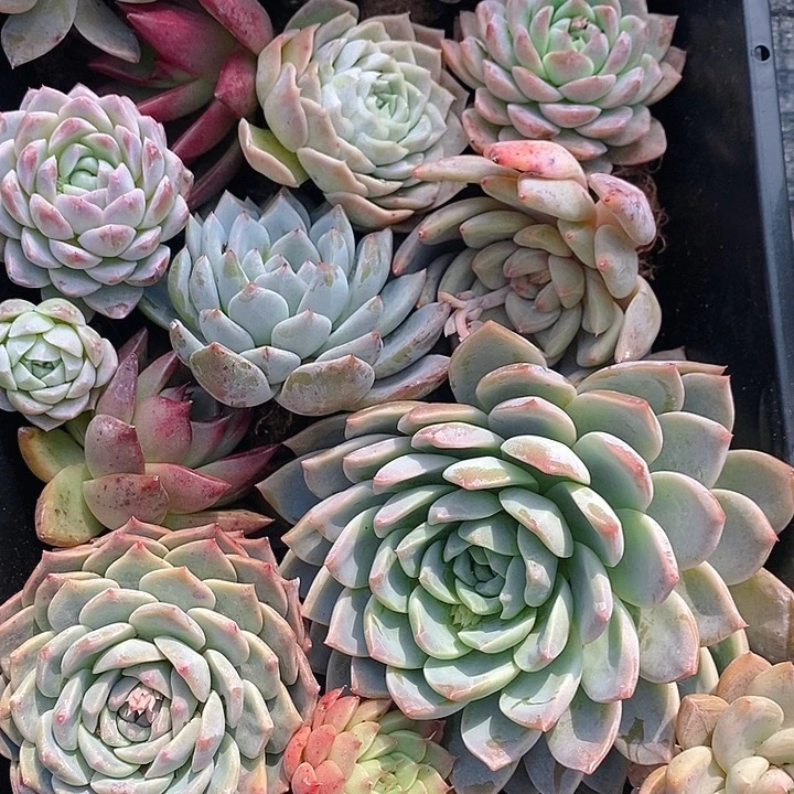 28 多肉植物盆栽花卉植物