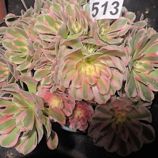 513男神3-5花花法师