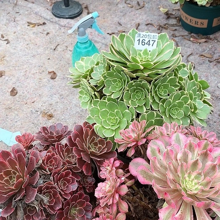 1647 水果糖 红铜朝拜 粉花妖