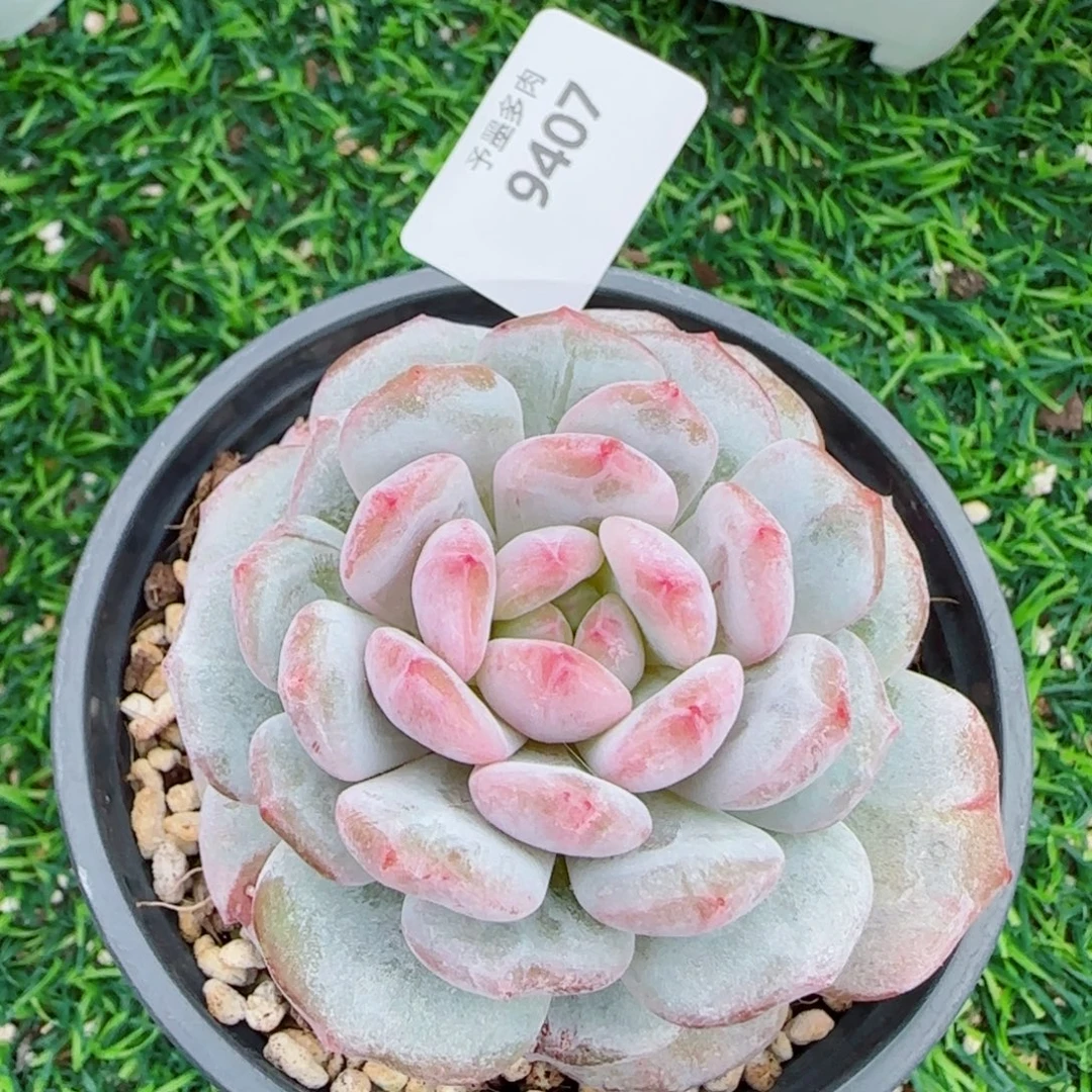 星星橙石化，9407多肉植物