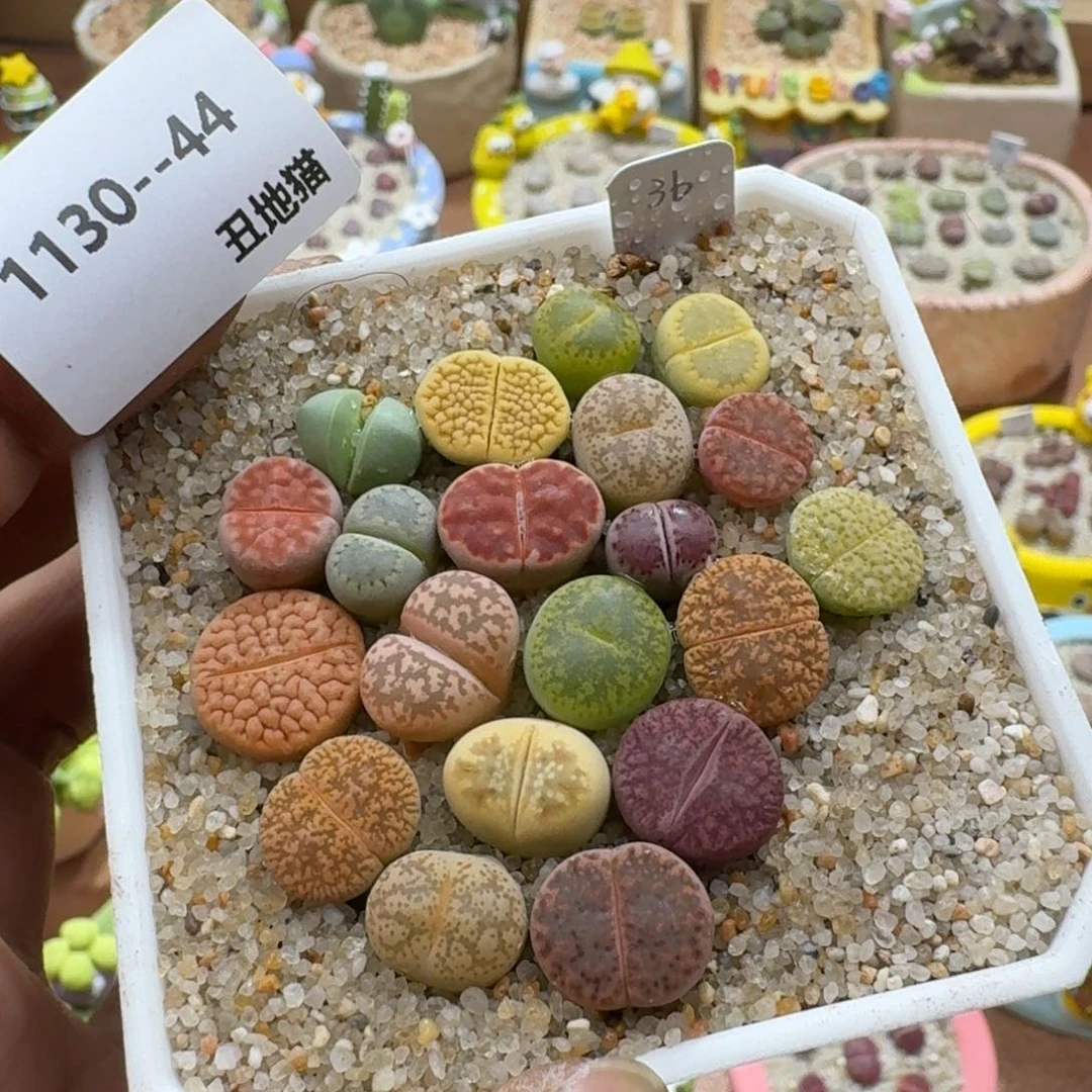 1130- 44生石花新手组合