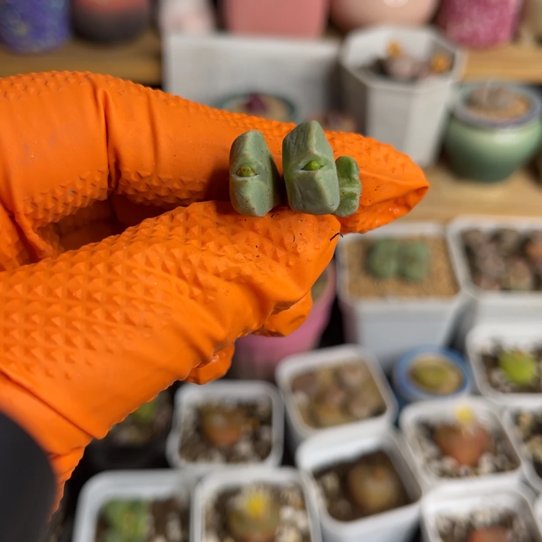 多肉植物一物一拍65