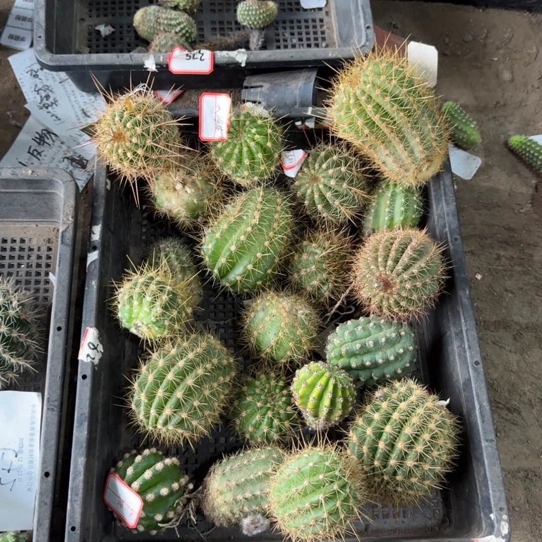 276无根侧牙2个3公分左右斑，20包邮