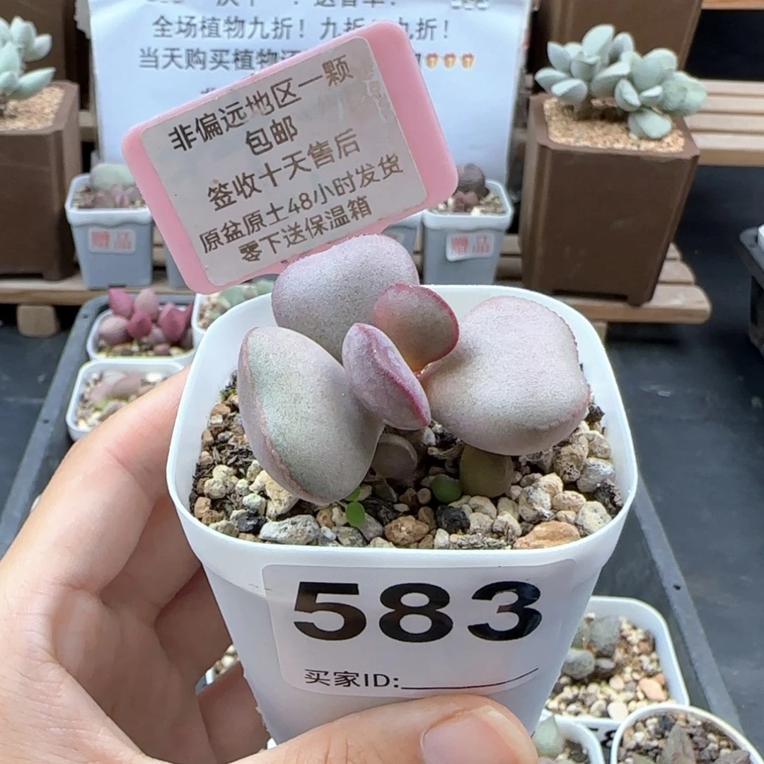583白肌红蛋多肉