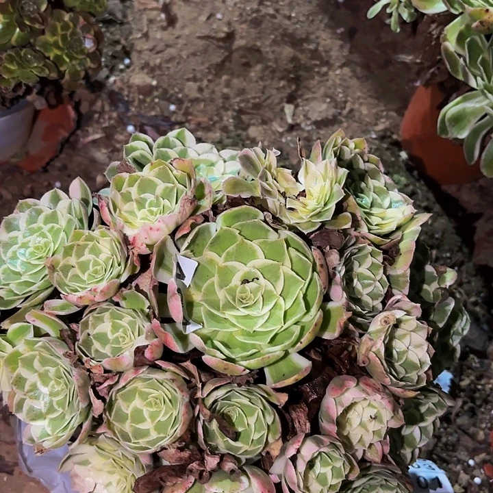 492唐三彩多肉植物不售后