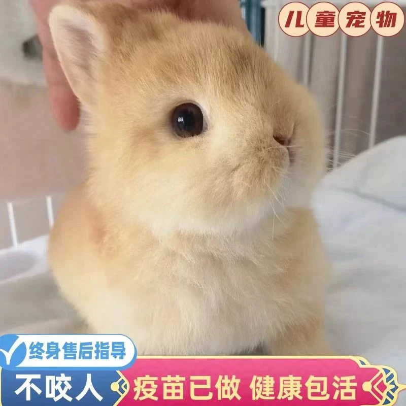 侏儒兔垂耳兔迷你兔小体不咬人宠物兔