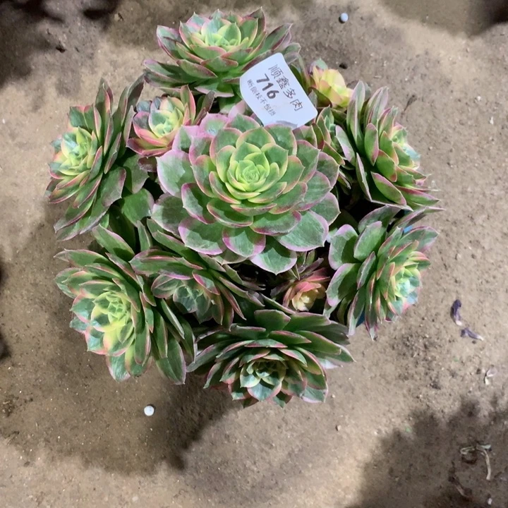 716海王多肉植物