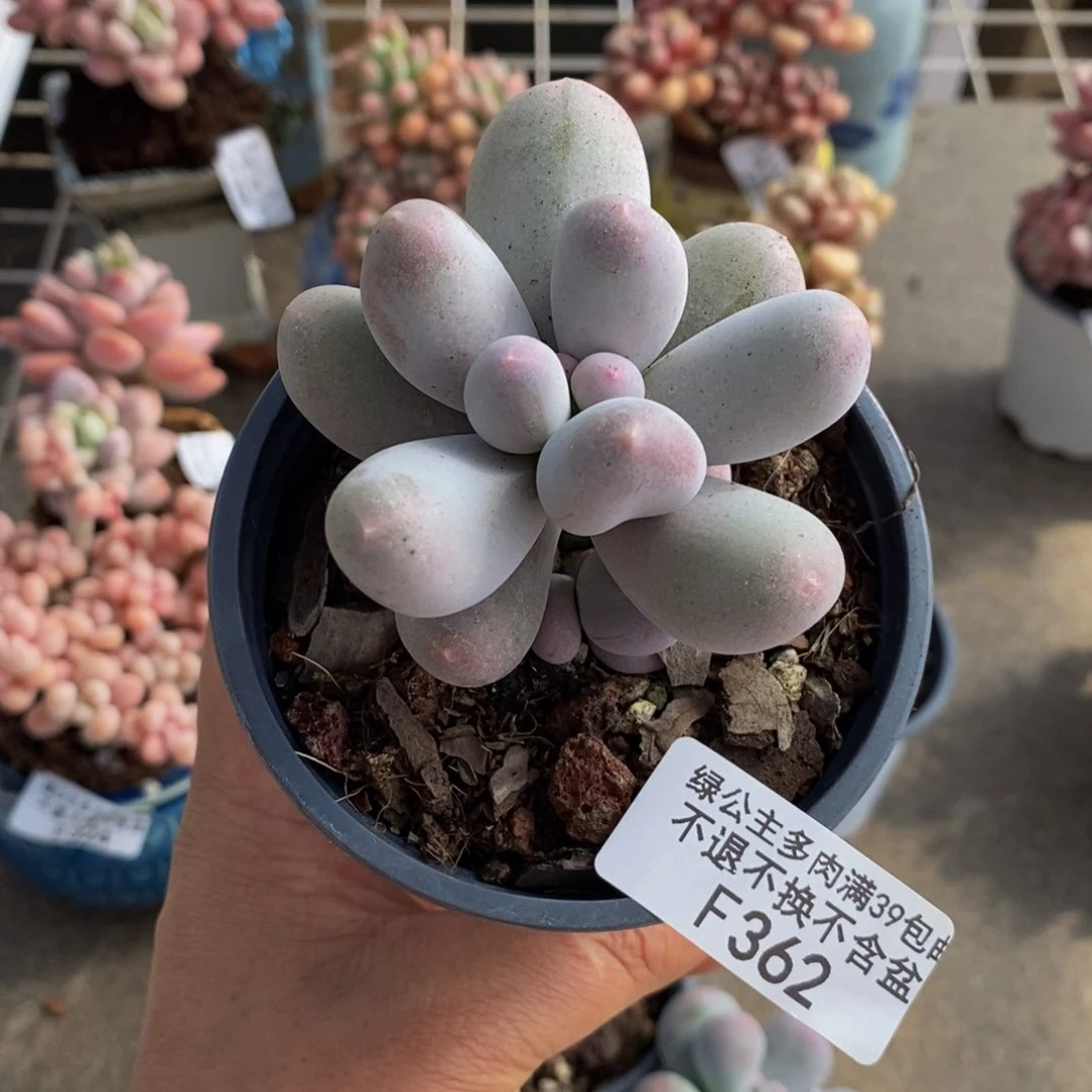 米可奶酪362/5c m