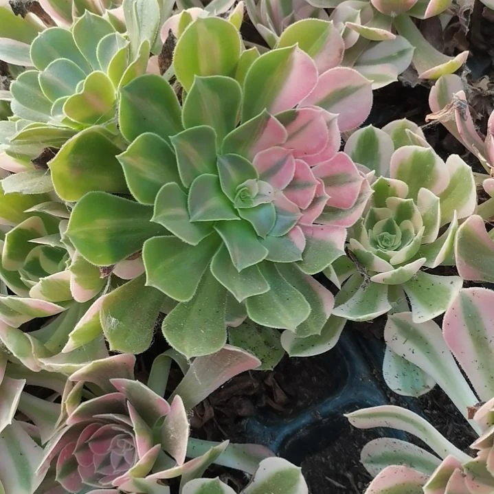 粉女巫花脸单头苗4