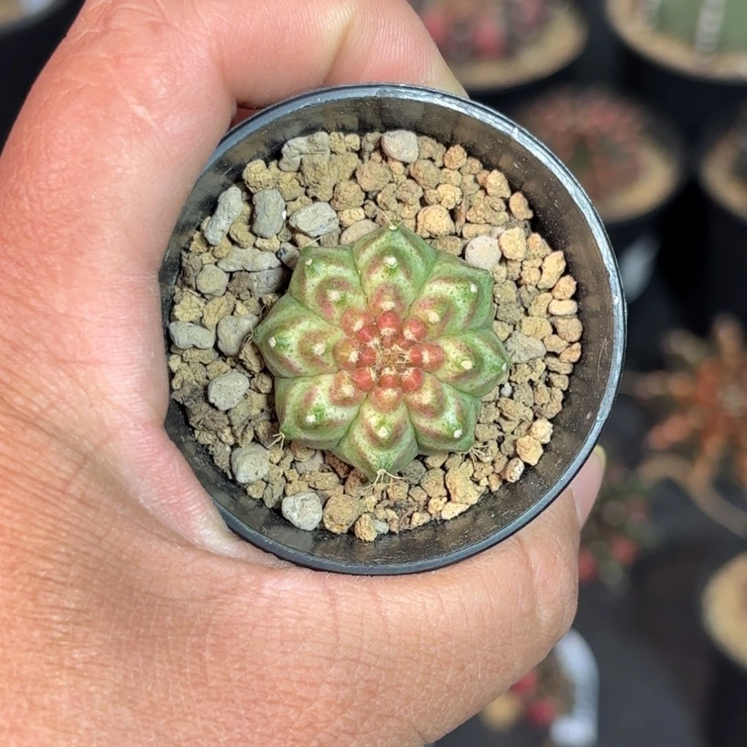 泰系米哈实生轮回仙人球300