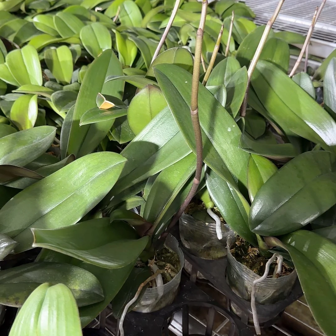 无花朵3.5红苹果带梗