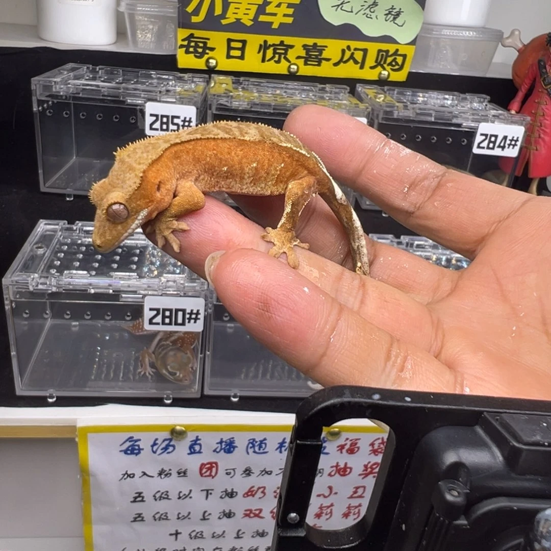 睫角守宫双红波点