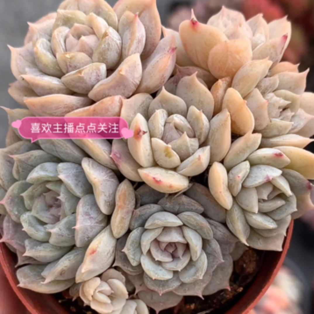 （一颗包邮） 龙文章群5-6cm 多肉植物 猫小姐多肉