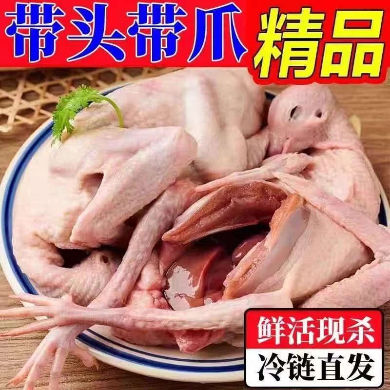 【顺丰包邮6只】新鲜宰杀鸽子肉 新鲜速冻g