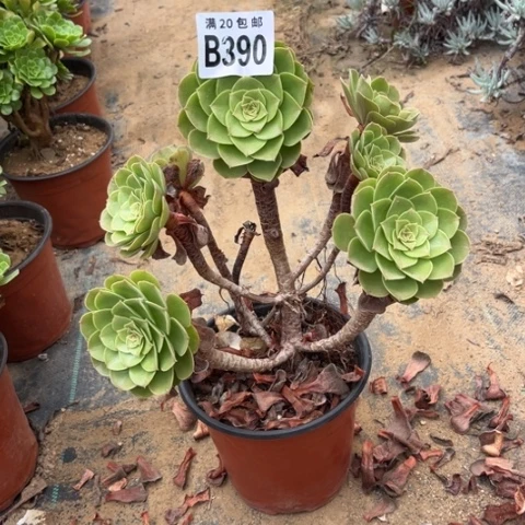 390万圣节有疤不包断枝
