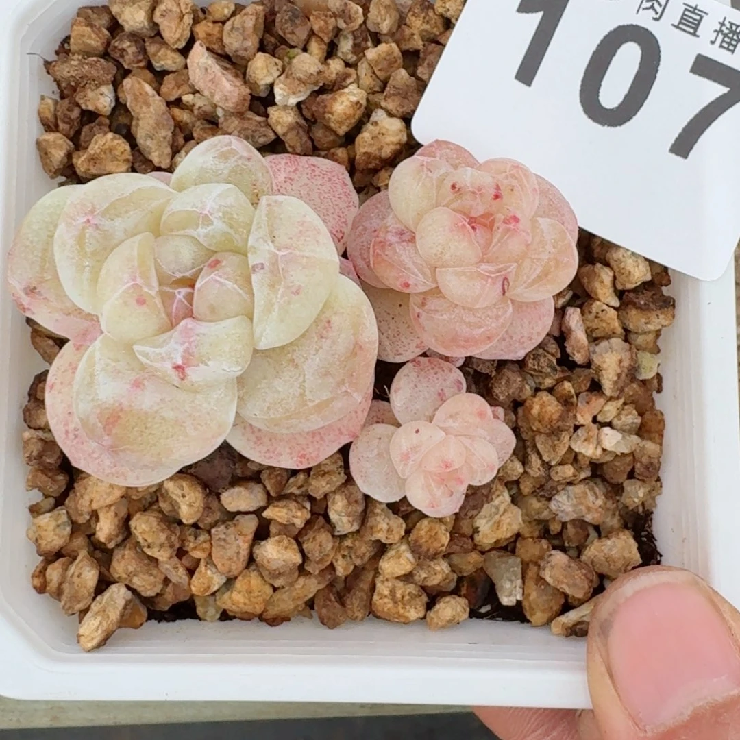 石化冰玉      愿你一路坦途，乘风破浪展宏图