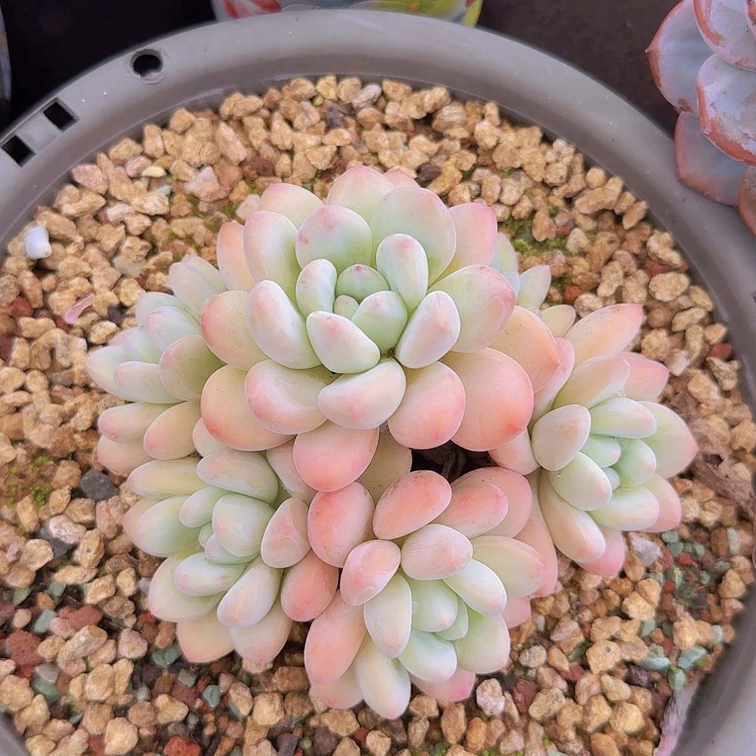 香水多肉一物一拍