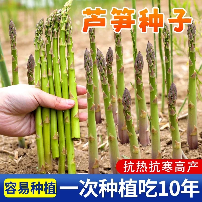 【全店满五包包邮】四季多年生芦笋种子 鲜嫩