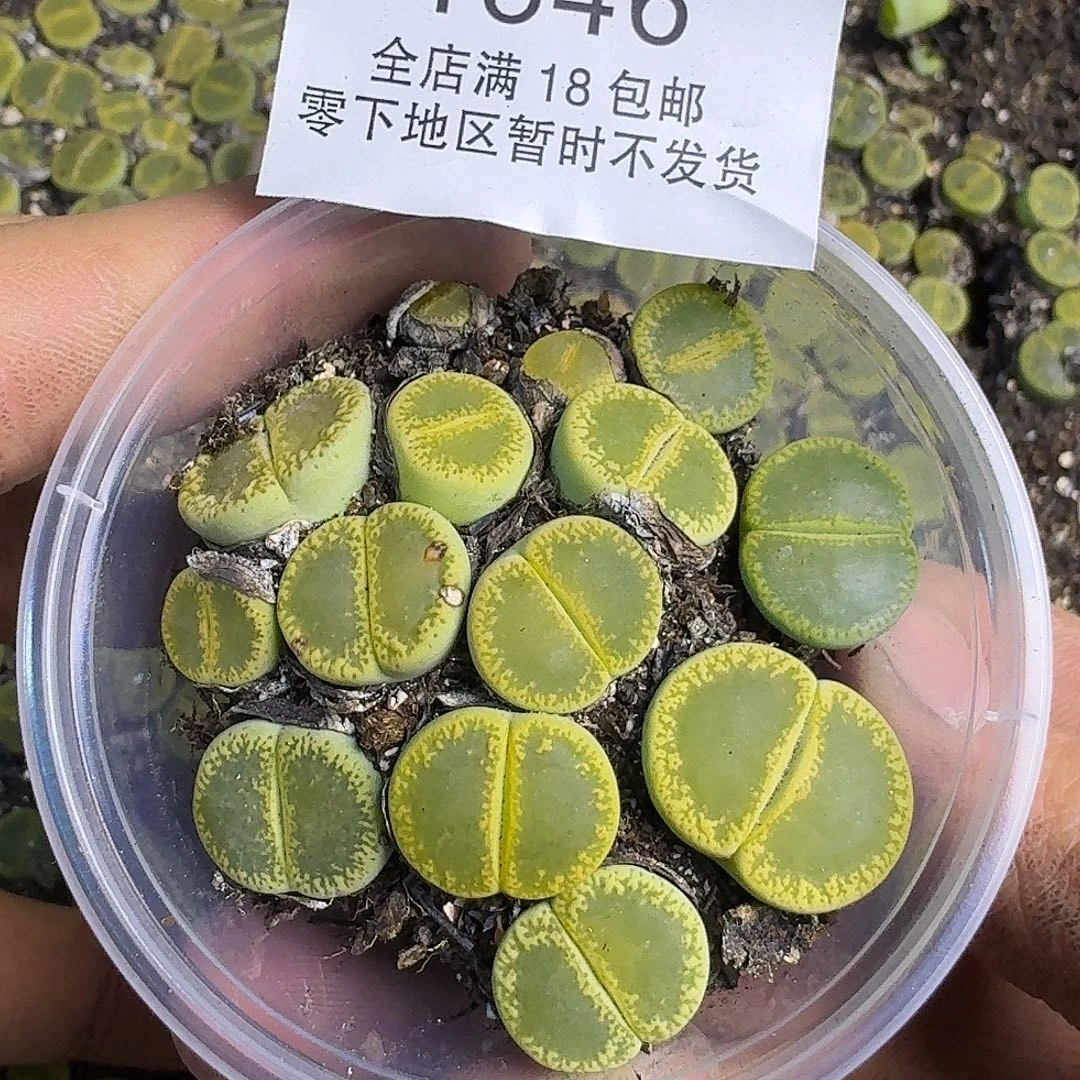 1546 哈哈哈哈哈哈哈哈哈