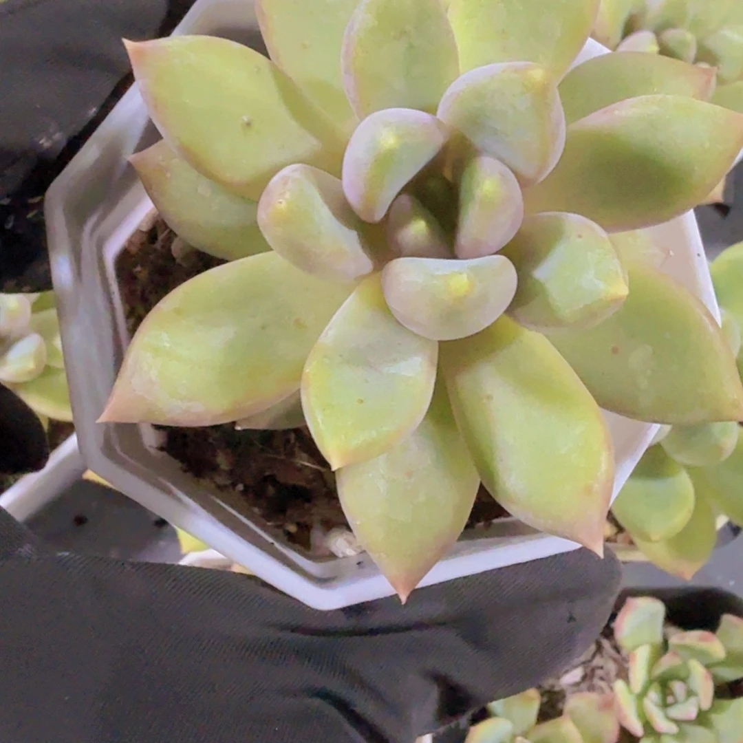 完全开放精品红象牙多肉植物