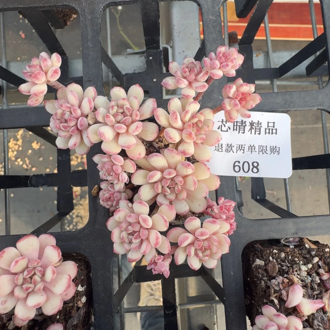 闪购精品多肉608号