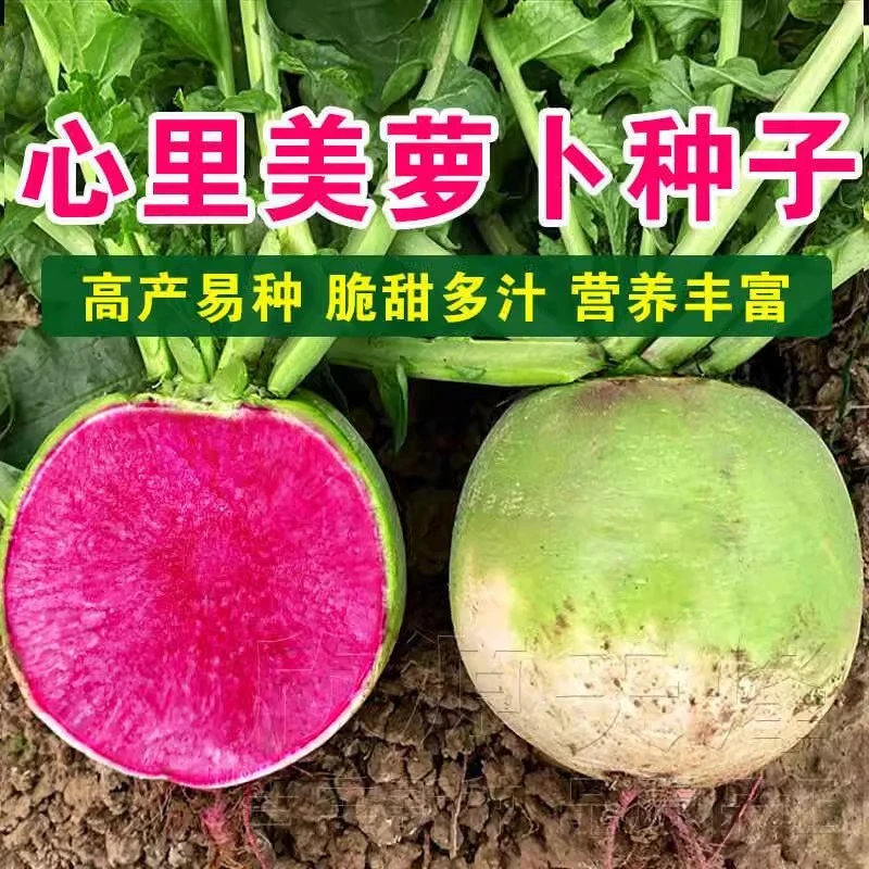 【满五包包邮】心里美萝卜种子种籽春秋四季播盆栽红心水果萝卜