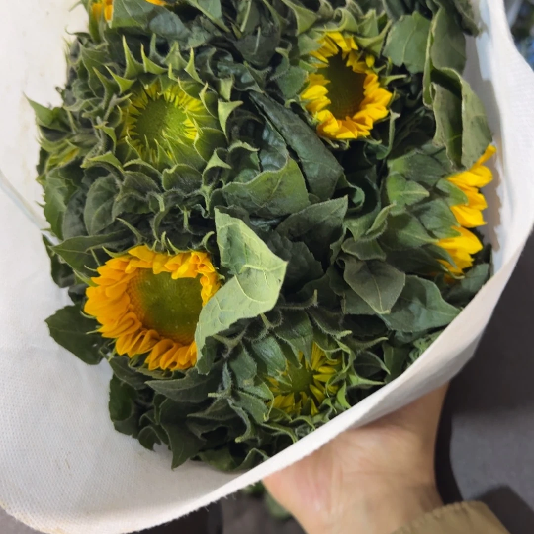 中花绿心向日葵10支包邮