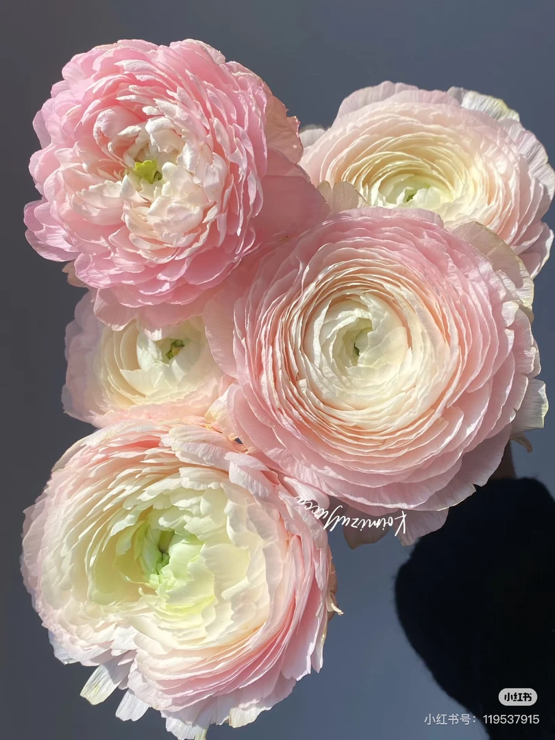 【花甜悦夏优选】心跳回忆洋牡丹百分之十不售后3个冷链4个空运