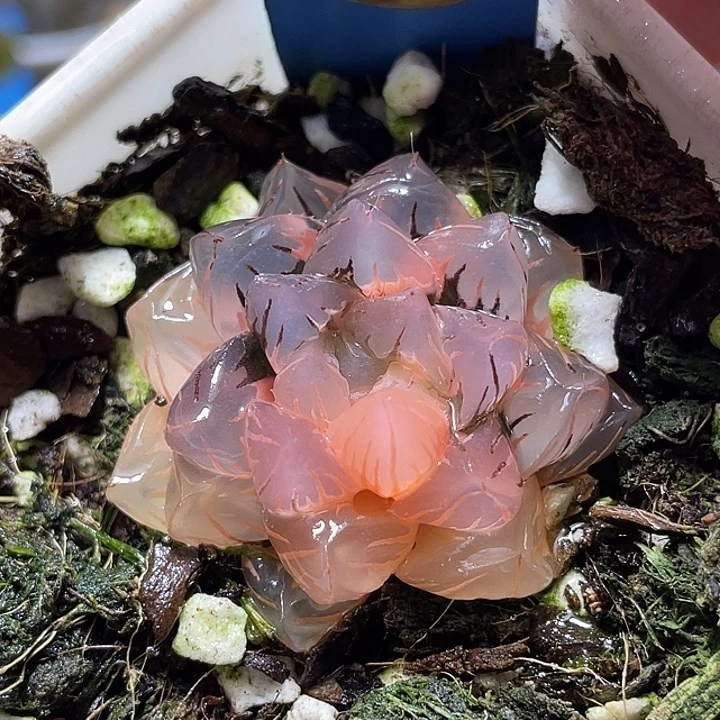 502水中月锦特选福利