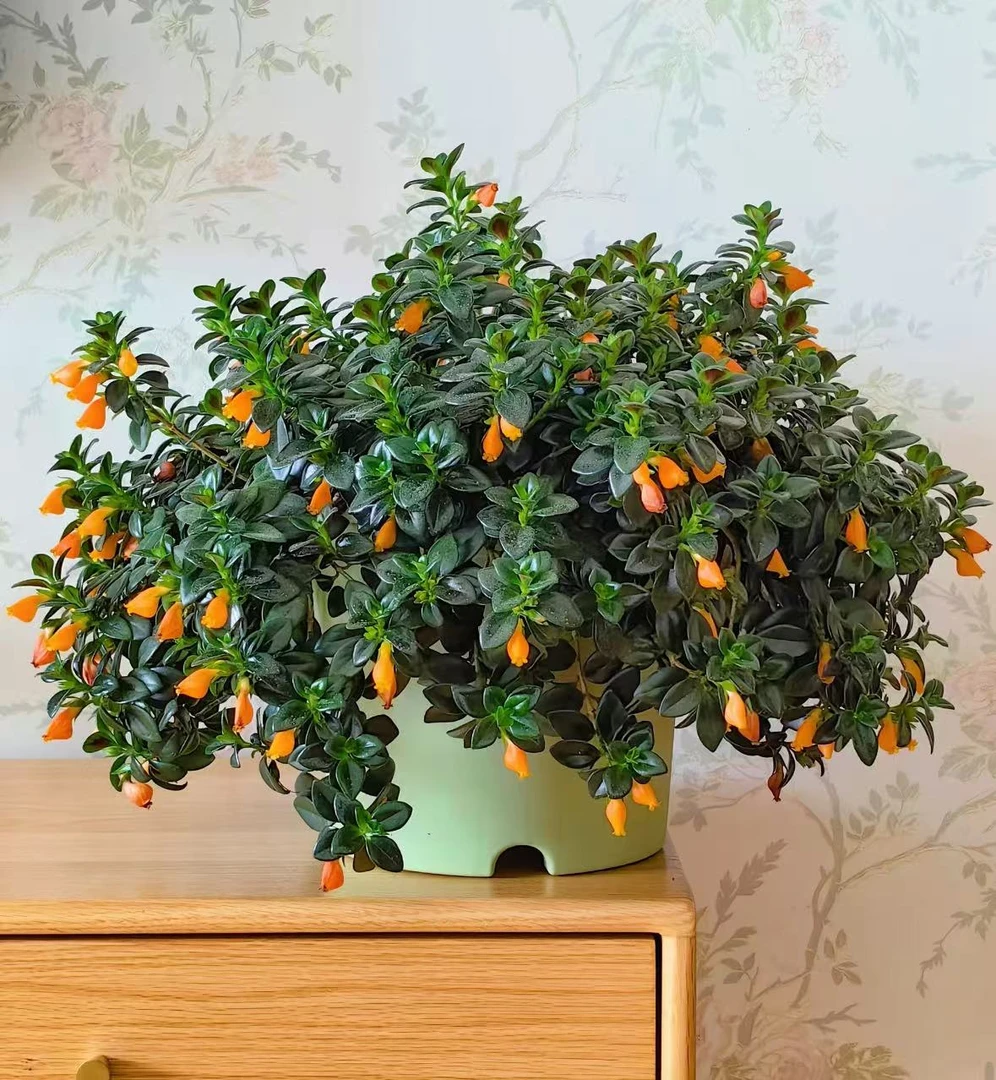 【李先生】金鱼吊兰！！盆栽室内阳台耐寒花卉绿植四季常青好养易活