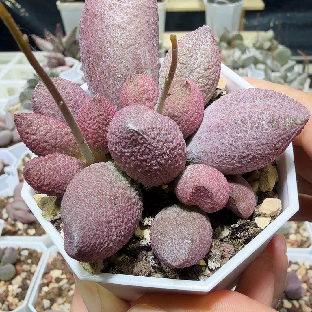 服部水泡多肉植物