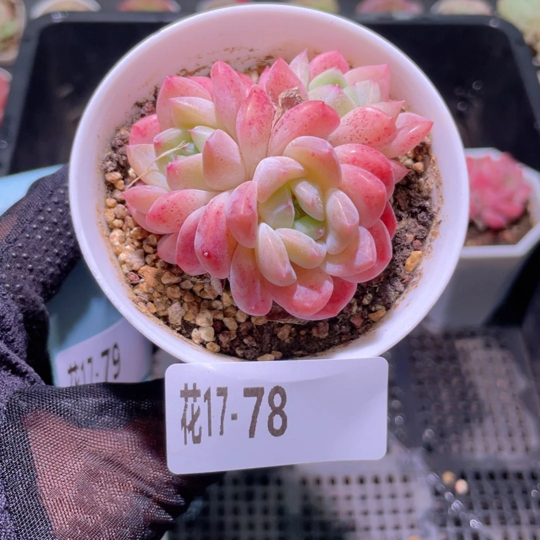 花利美17-78刚毅群